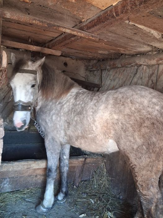 Mânză de vânzare de un an și 10 luni