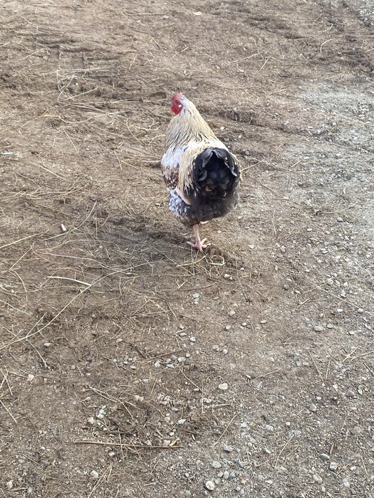 Vand cocosi  tânar de anu trecut