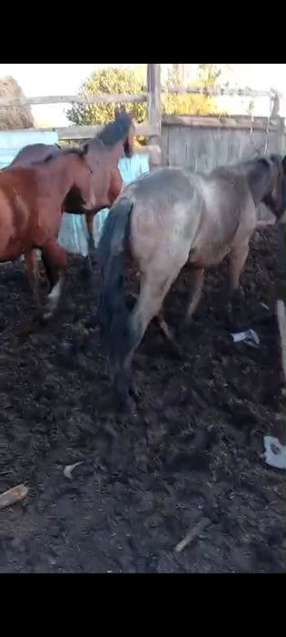 Продам коней с откорма