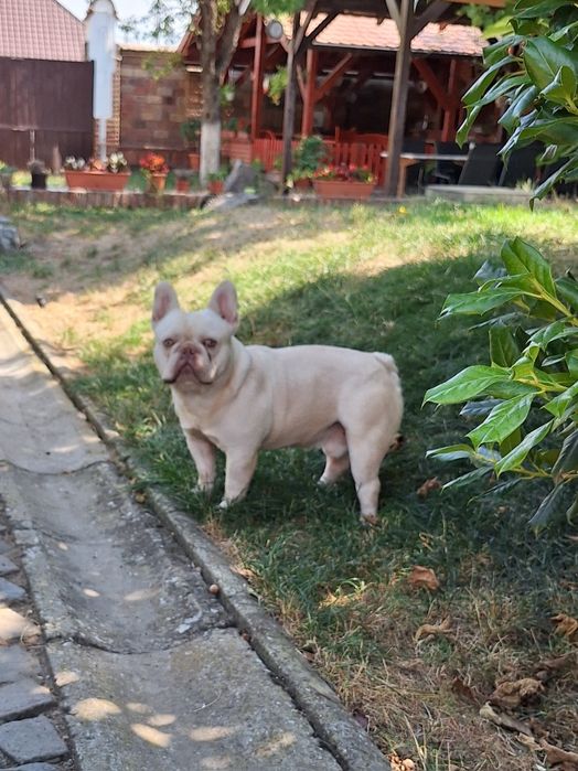 Bulldog francez mascul