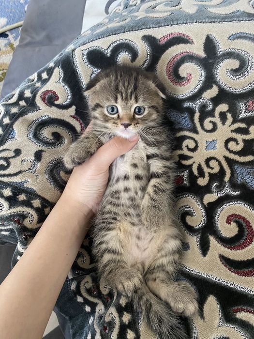 Котята вислоухие