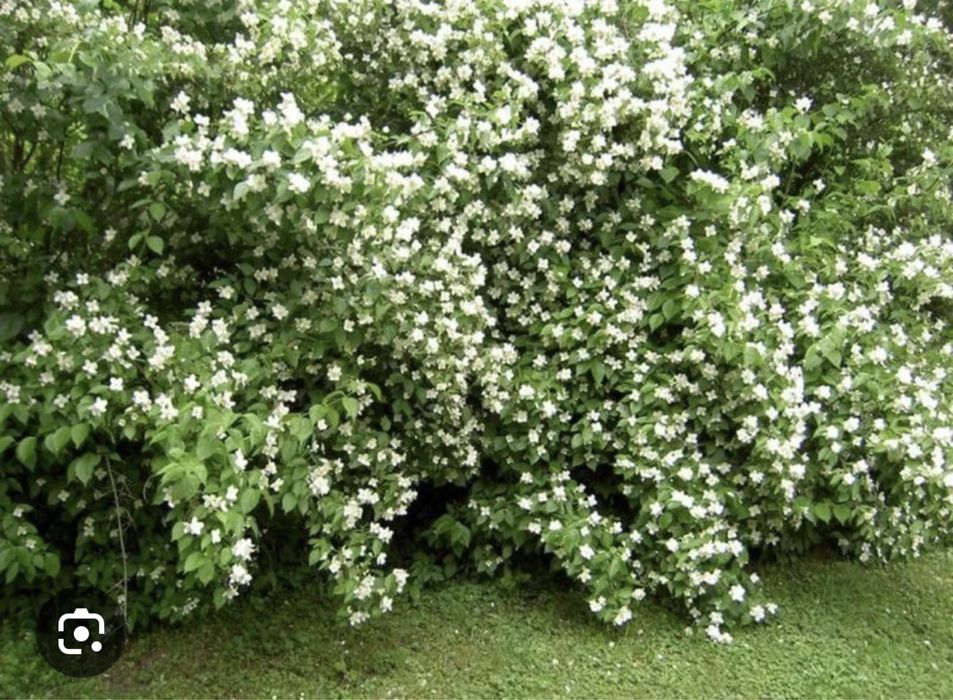 Чубушник Жасмин