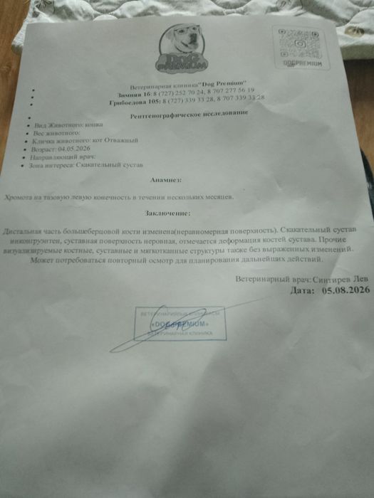 ОТВАЖНЫЙ ищет Добрый Дом