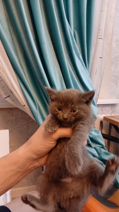 продам котят шотландцы