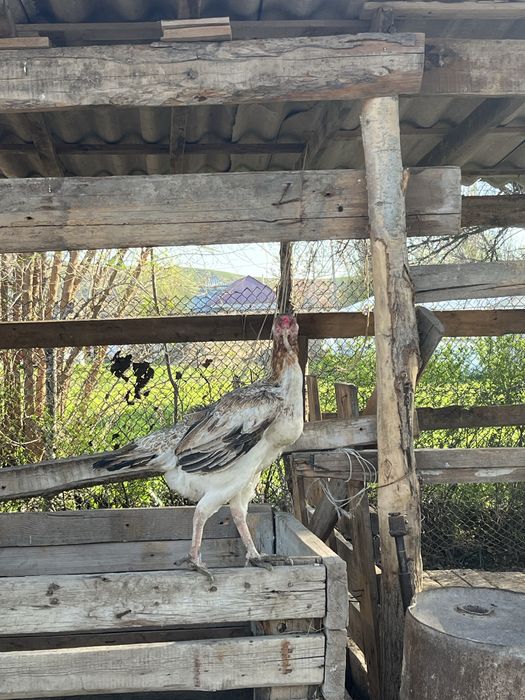 дакан мекен тулячка