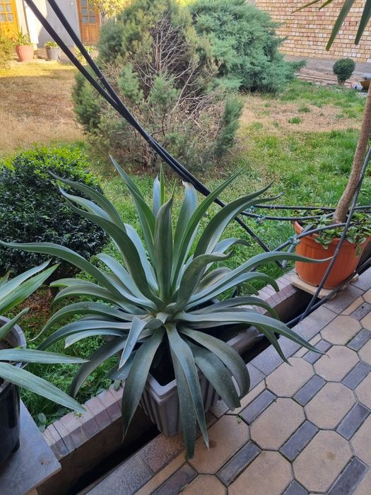 Gullar Sotiladi Xolati Yaxshi