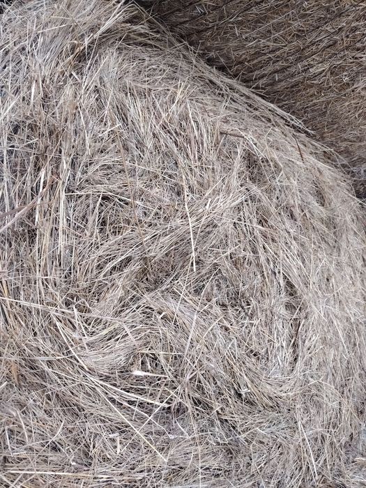 Vând baloti de fan rotunzi.