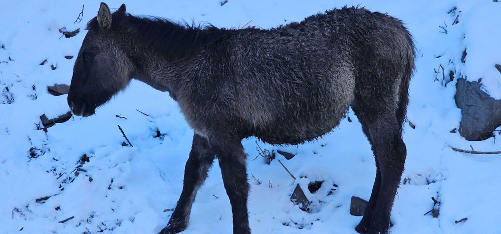 Жеребенок 7 месяцев