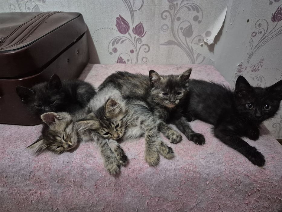 Отдадим котят в добрые руки