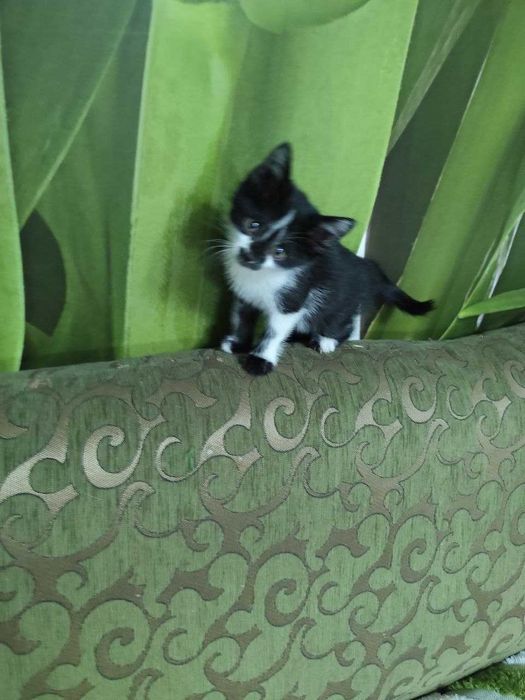 Пристраивается замечательный котёнок