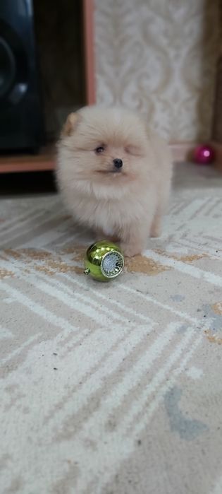 Шпиц мальчик кремовый