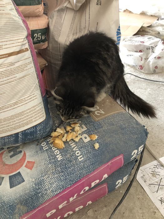 Домашний кот