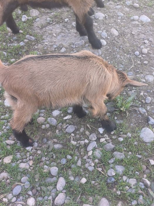 Альпийский лақтар сатылады