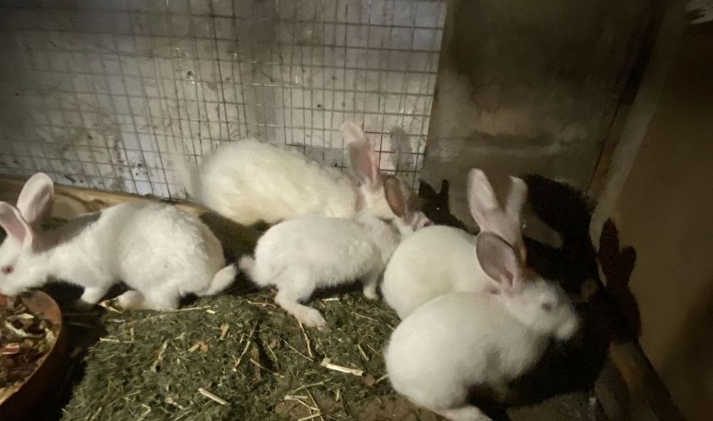 Kaliforniya va hikol quyonlar sotiladi