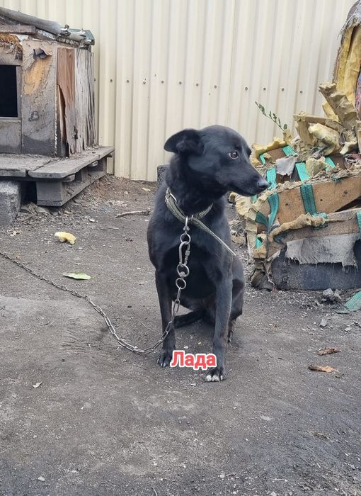 Дарю в добрые и ответственные руки