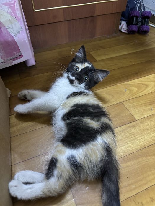Котята бесплатно