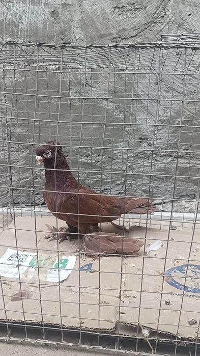 Голуби руян самец