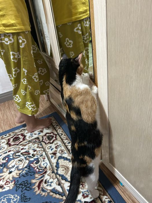 Әдемі мысық сатылады