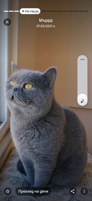 Британски късокосмести котенца търсят грижовни стопани