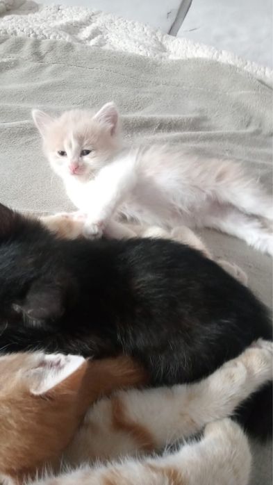 Отдам котят в добрые руки