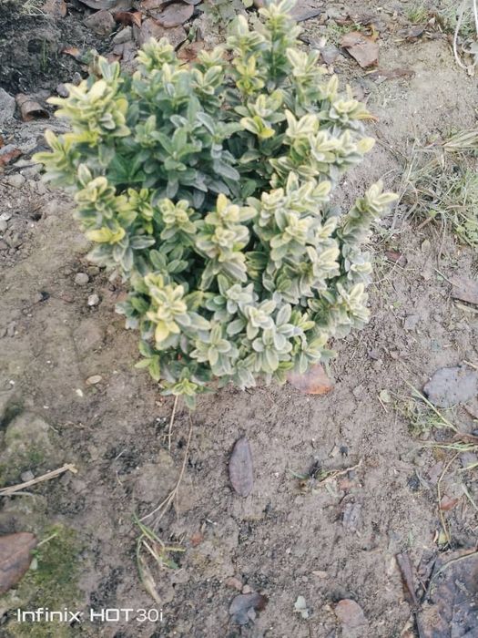 Koʻchat bor archa bor