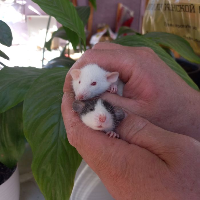 Крысята дамбо хаски