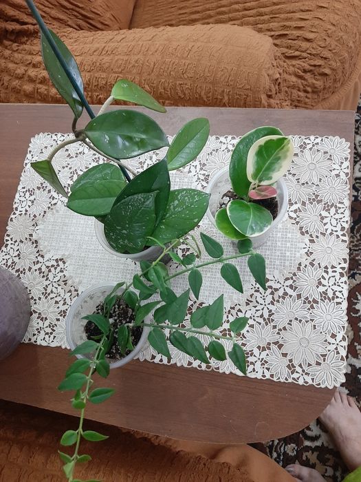 Комнатные цветочки
