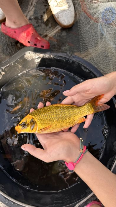 Японские Карпы Кои