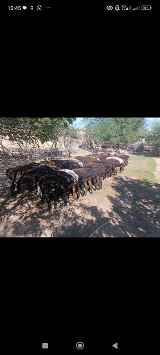 Кой,кошкар,токты,козы сатылады