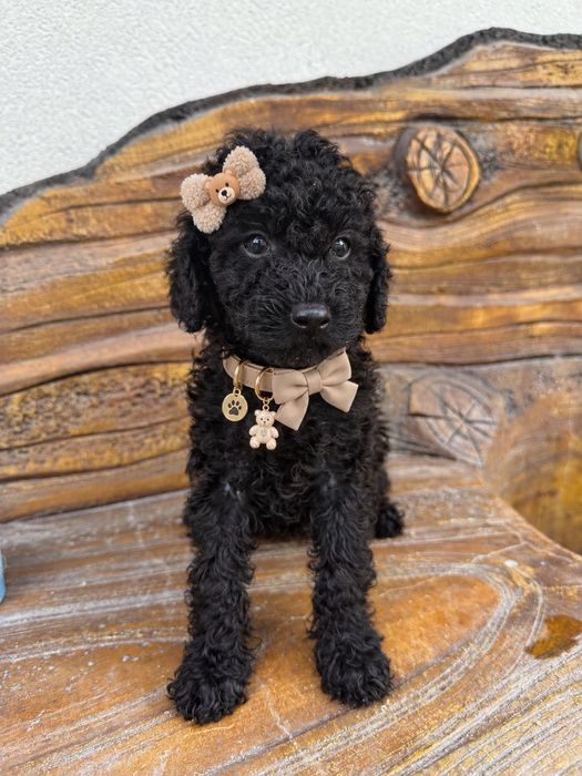 Poodle Mini/Пудел Мини