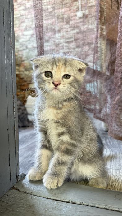 5 очаровательных котят ищут добрые руки!