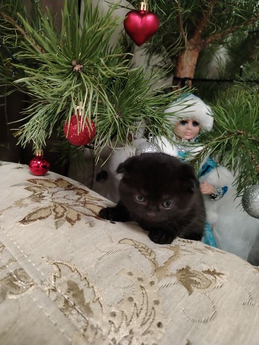 Продается кошечка