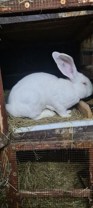 Vând iepuri Uriaș German alb