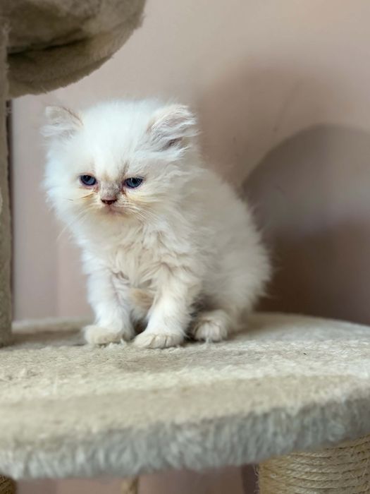 Персийско коте момченце