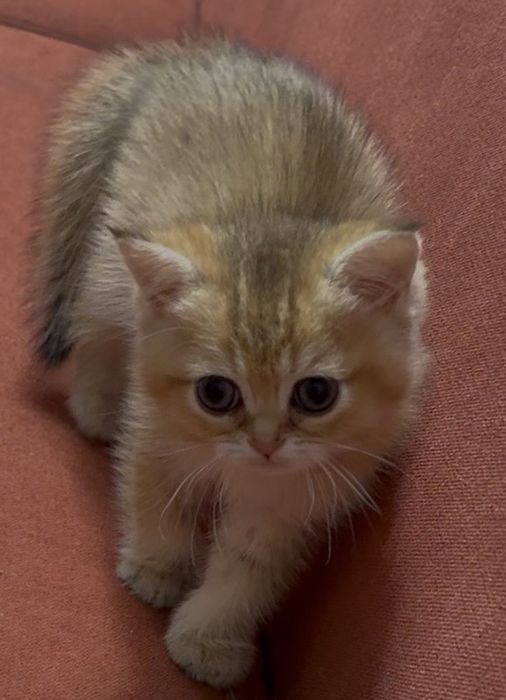 Котята британская шиншила