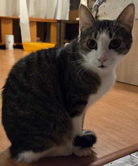 Caut camin urgent pentru cateva pisicute dragalase si cuminti