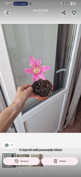 Зефирантес розовый луковичный