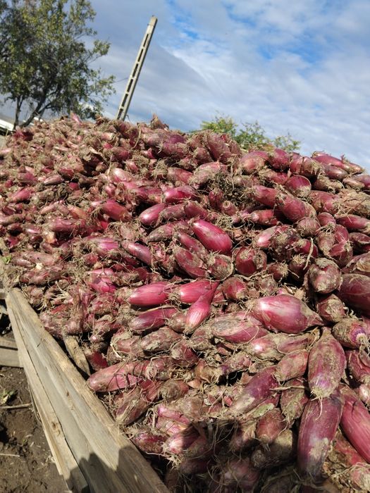 Ceapă de Buzău de calitate