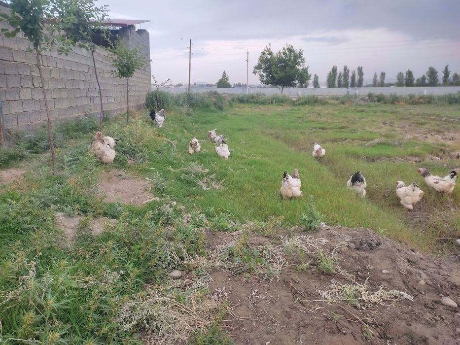 Светлый брама тухумлари