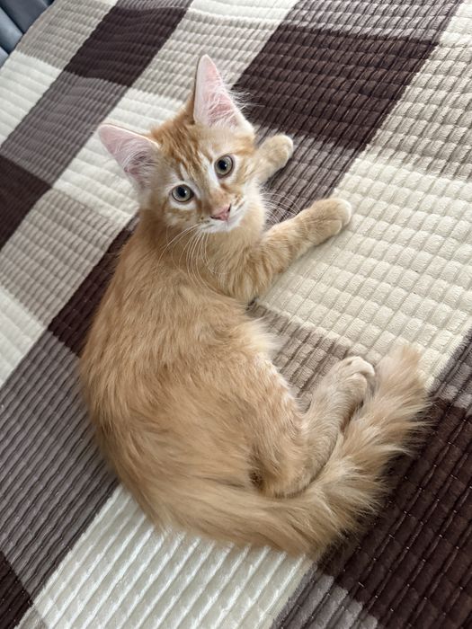 Отдам котенка в добрые руки
