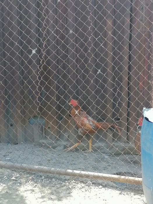 Продам дакана продам