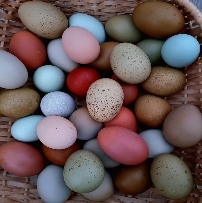 Цветни разплодни яйца