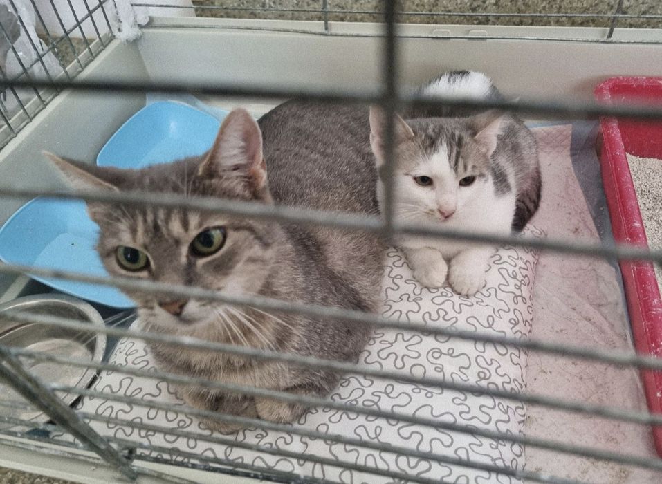 Pisicuta superba de adoptat, pisica gri, fetita frumoasa de adoptat