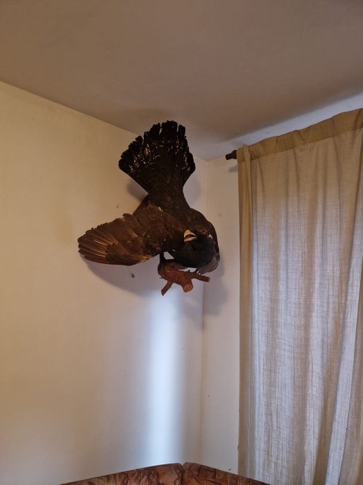 Trofeu cocos de munte