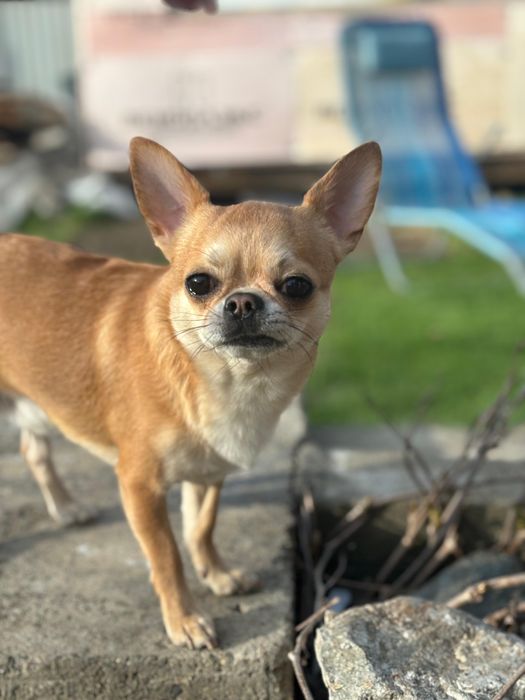 Вязка чихуа-хуа кобель