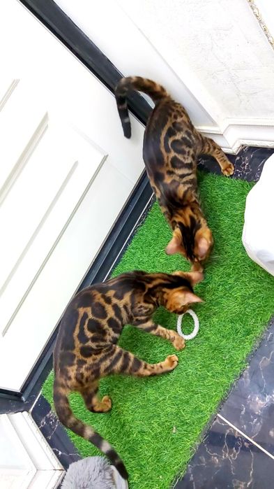 Редкие Бенгалы- шоу класс! Котята