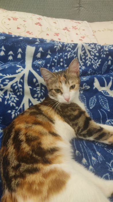 Кошка 1год бесплатно