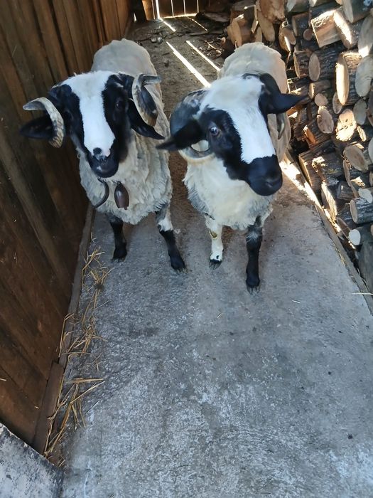 De vânzare detalii la tel