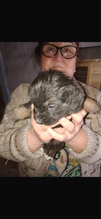 Помогите найти дом щенятам