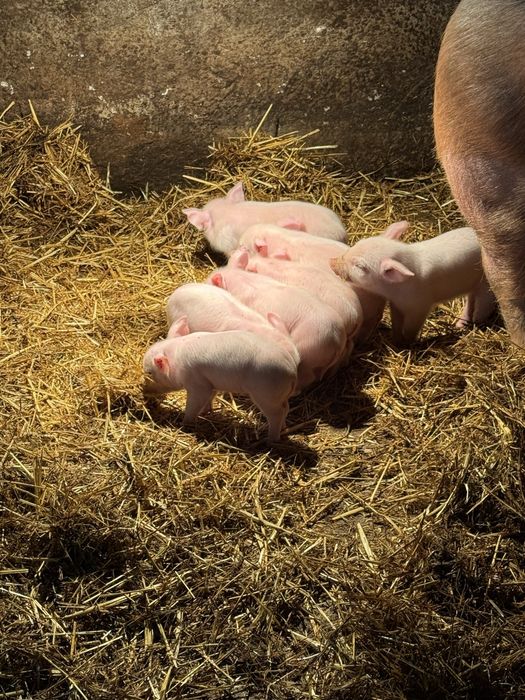 Прасенца бяла българка